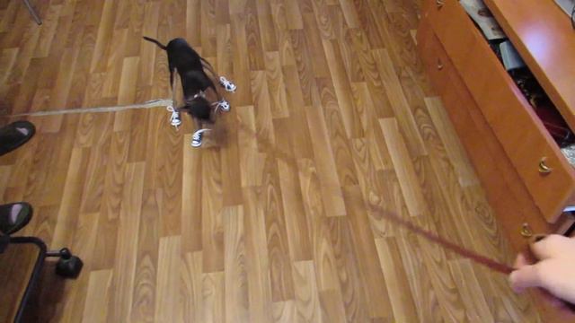 Вот что получается, когда на собаку одевают кроссовки смотреть онлайн