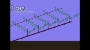 Формировка винограда   Косой кордон