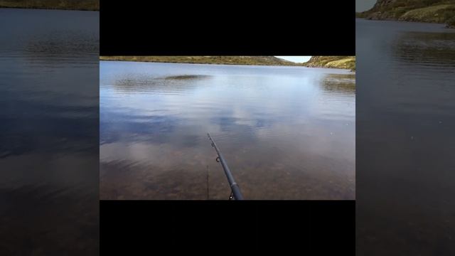 Обычное поведение собаки на рыбалке #shorts #фрэнк #собака #собаки #рыбалка смотреть онлайн