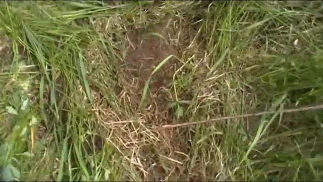 В ПОИСКАХ КЛАДА. Деревушка, на лесной опушке... смотреть онлайн