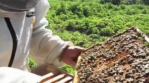 как выбрать хороший маточник.