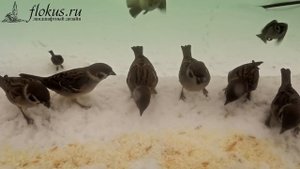 Не забывайте подкармливать птиц зимой! Кормление птиц.  Птицы клюют корм.