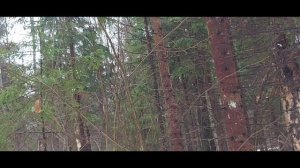Охота на Куницу с Лайкой. 2022. Приобрёл себе Garmin Astro 220/DC40