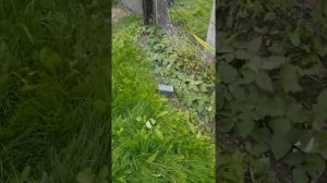 ремонтантная малина и ежевика на северо-западе подмосковья 05.10.21г