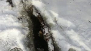 Охота на бобра зимой с проходными капканами и петлями. Огромный бобр