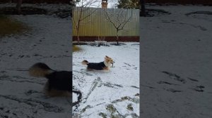 Корги королевская собака.