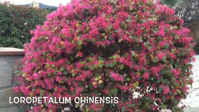 Loropetalum chinensis. Garden Center online Costa Brava - Girona. смотреть онлайн