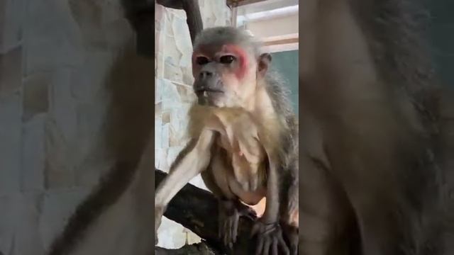 Обезьяны едят манго в зоопарке во Владивостоке смотреть онлайн