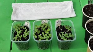 Годеция. Посадка в грунт семенами и рассадой. Новый опыт пикировки сразу в грунт. Март 2023.