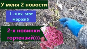 У меня 2 новости. Новинки гортензий в моем саду. Ох этот мороз-печальные последствия.