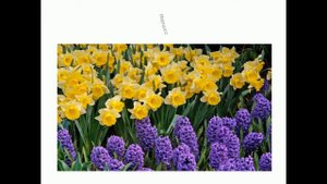 Урок № 5. Окружающий мир. Чудесные цветники весной