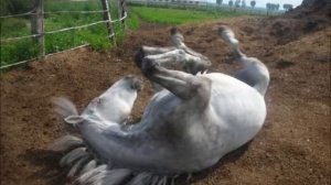 Лошадь упала