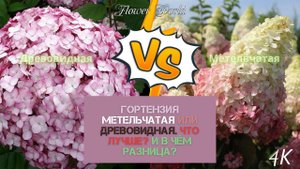 ГОРТЕНЗИЯ МЕТЕЛЬЧАТАЯ ИЛИ ДРЕВОВИДНАЯ ЧТО ЛУЧЬШЕ И В ЧЁМ РАЗНИЦА.