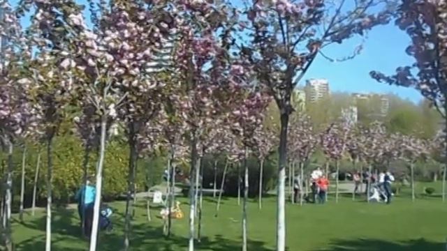 Сочи. Черешневый сад. (11. 04. 2016 г.) смотреть онлайн