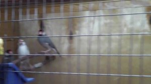 Рисовые амадины 1