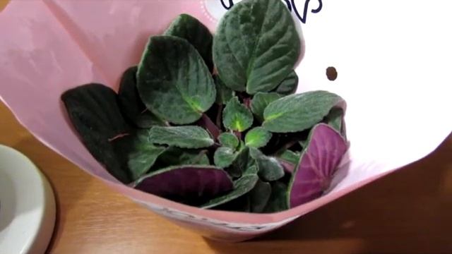 Фиалки с РАСПРОДАЖИ ( уцененные). Стоит ли связываться.