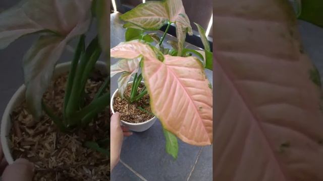 Syngonium Pink Flecked