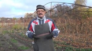Как подготовить  молодую клубнику к зиме.