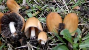 Coprinellus micaceus, the Mica Cap (Family Psathyrellaceae)