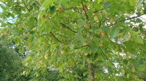 Хмелеграб обыкновенный (дат. Almindelig humlebøg, лат. Ostrya carpinifolia)