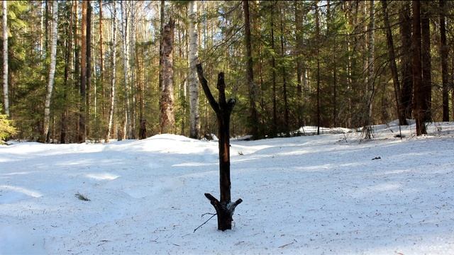 13 СОВЕТОВ ДЛЯ ВЫЖИВАНИЯ В ЛЕСУ | 13 WILDERNESS SURVIVAL TIPS смотреть онлайн