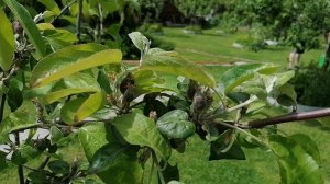 Завязались грушки и яблочки в нашем саду