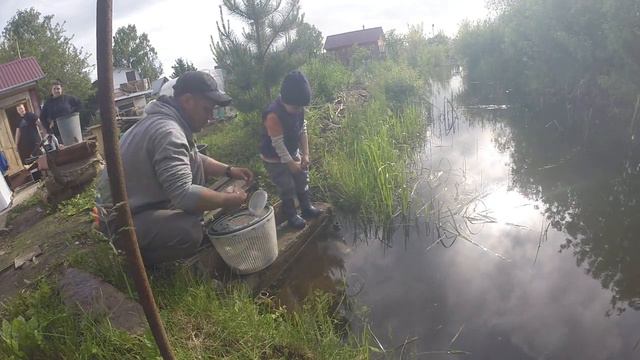 СЫН запускает ЗДОРОВЫХ КАРАСЕЙ в дачный ПРУД.Рыбный пруд на даче. смотреть онлайн