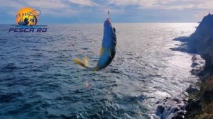 Pesca Y Cocina : Bermuda Chub ... El Pez PuPu Basura o Delicia ??