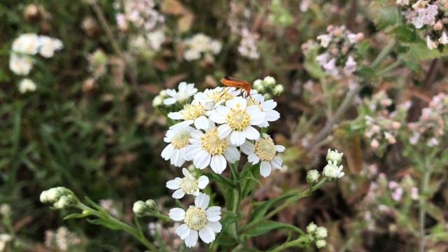 Wilde bertram ~ Achillea ptarmica | NL Bloeit! ~ Planten van hier смотреть онлайн