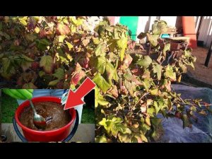 Не давайте химию смородине! Народные способы борьбы с вредителями и болезнями смородины осенью!