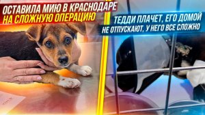 После ловли котят, едем в Краснодар отдать Мию на операцию. Тедди плачет, хочет домой, но нельзя.