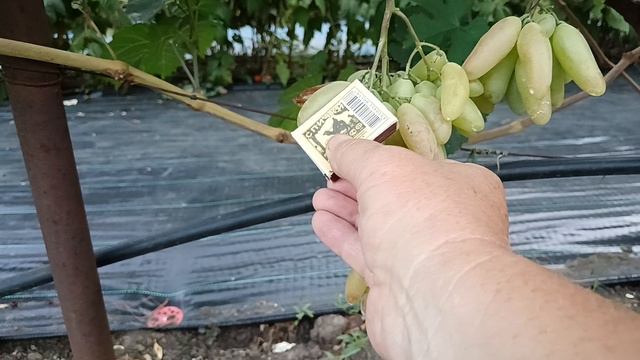 Виноград Дамский угодник (Калугин В. М.) Виноградник Король В. Н. Slava.King2007@mail.ru смотреть онлайн