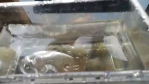 Новый питомец! Делаем террариум для тритона.