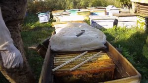 Собираем гнезда в 24 рамочном лежаке на две семьи для 100% зимовки под снегом. Beekeeping.