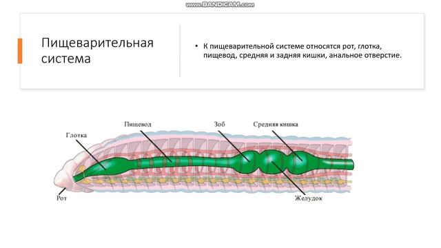7 класс Тип Кольчатые черви Кольчецы Общая характеристика смотреть онлайн