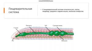 7 класс Тип Кольчатые черви Кольчецы Общая характеристика