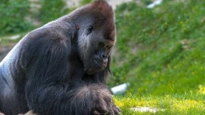 Выращивание шампиньонов как бизнес: начинать, или нет?