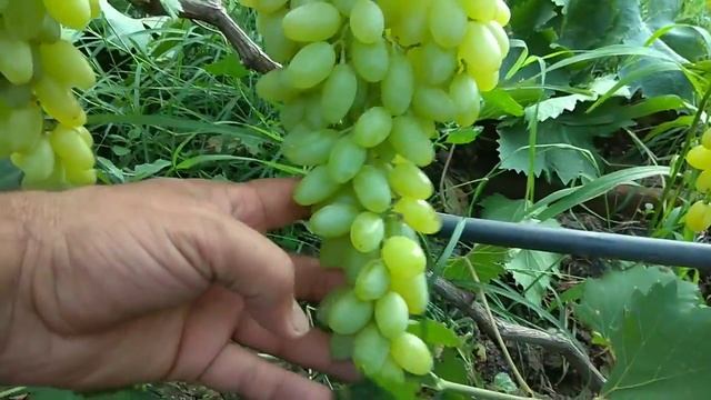 Сорт винограда к-ш Столетие смотреть онлайн