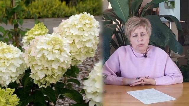 НОВЫЕ СОРТА ГОРТЕНЗИИ  ТОП 10 ЛУЧШИХ СОРТОВ