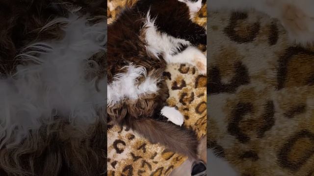 Мура закрывай глазки 26 Ноября 2023 смотреть онлайн