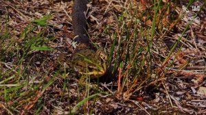 Snakes of the Czech Republic, full nature documentary, wild reptiles of Europe