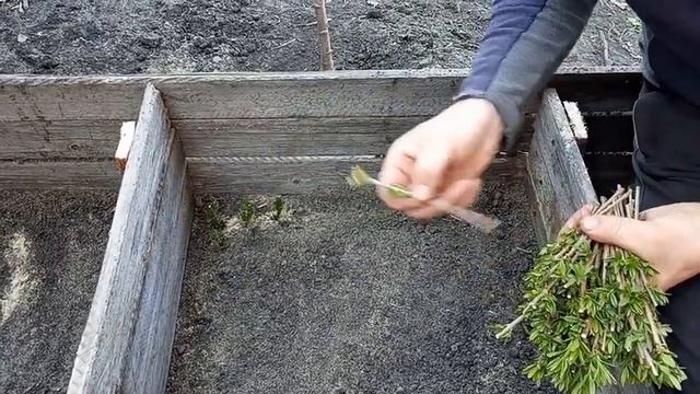 Живая изгородь. Размножение
