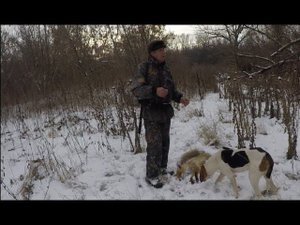 Охота на лису с гончими # 8 Первая добыча Фагота Лиса скинула собаку в речку. Fox hunting with hound