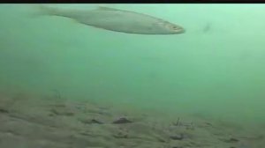 Рыбалка в д.Барабаново 20.11.2017г (подводные съемки 2)