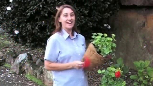 pot'n all Pelargonium Ivy смотреть онлайн