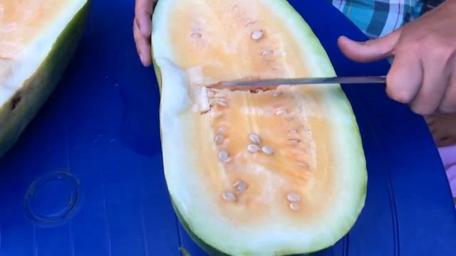 Пробуем суперсладкий оранжевый арбуз Луна и Звезды. Moon and Stars Yellow Flesh Watermelon