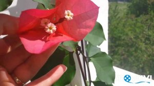 Красная бугенвиллея Tomato Red или нет?