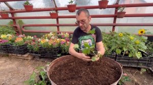 Сажаю экзотику. Ананасная клубника сорт Руби Энн