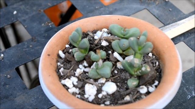 How to Propagate the Delosperma Lehmannii смотреть онлайн