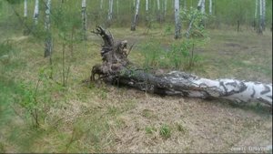 покатушки на racer panther 300.